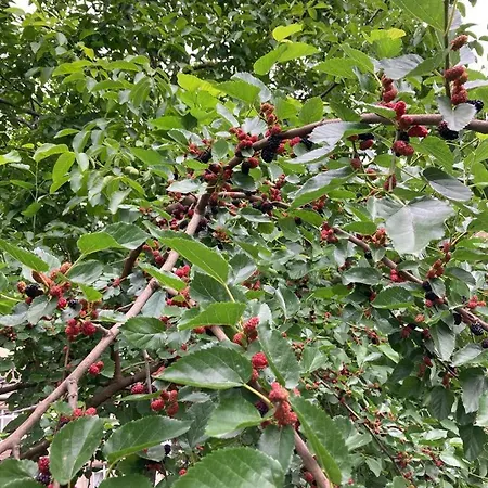 Hotell Istasyon Boyalik