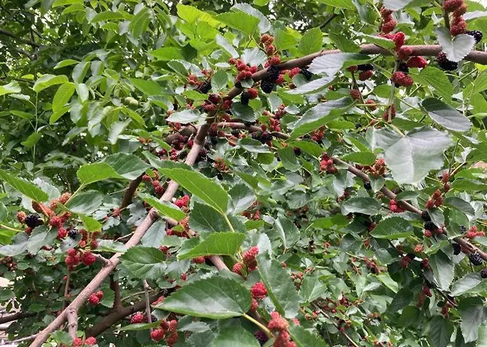 Hotel Istasyon Boyalik